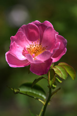 夏薔薇２