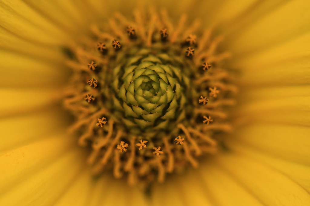 ここにも花が