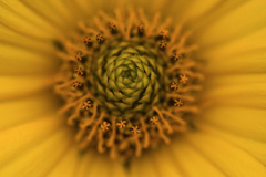 ここにも花が