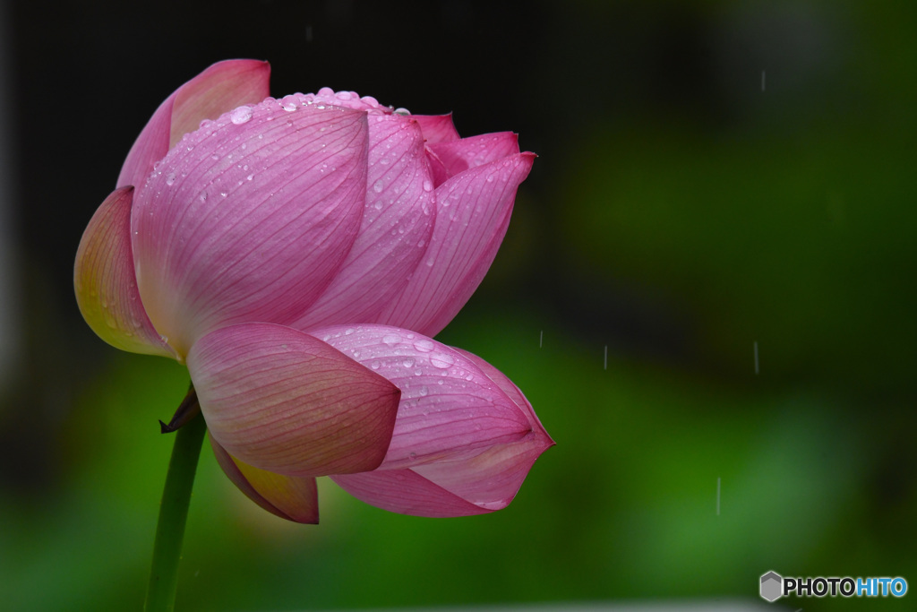 蓮に降る雨