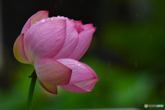 蓮に降る雨