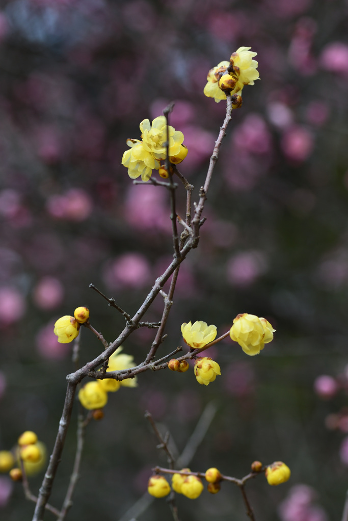 お寺の紅梅にロウバイ