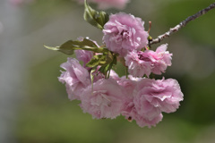 八重桜も咲いていた