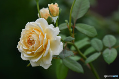 ７月の黄色いバラ