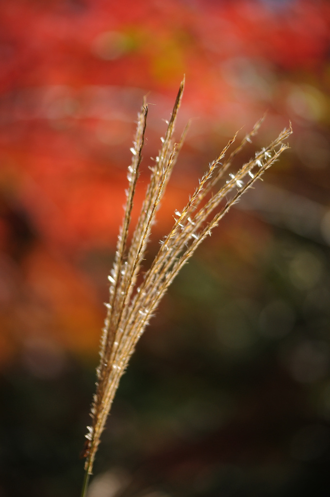 紅葉に芒