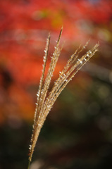 紅葉に芒