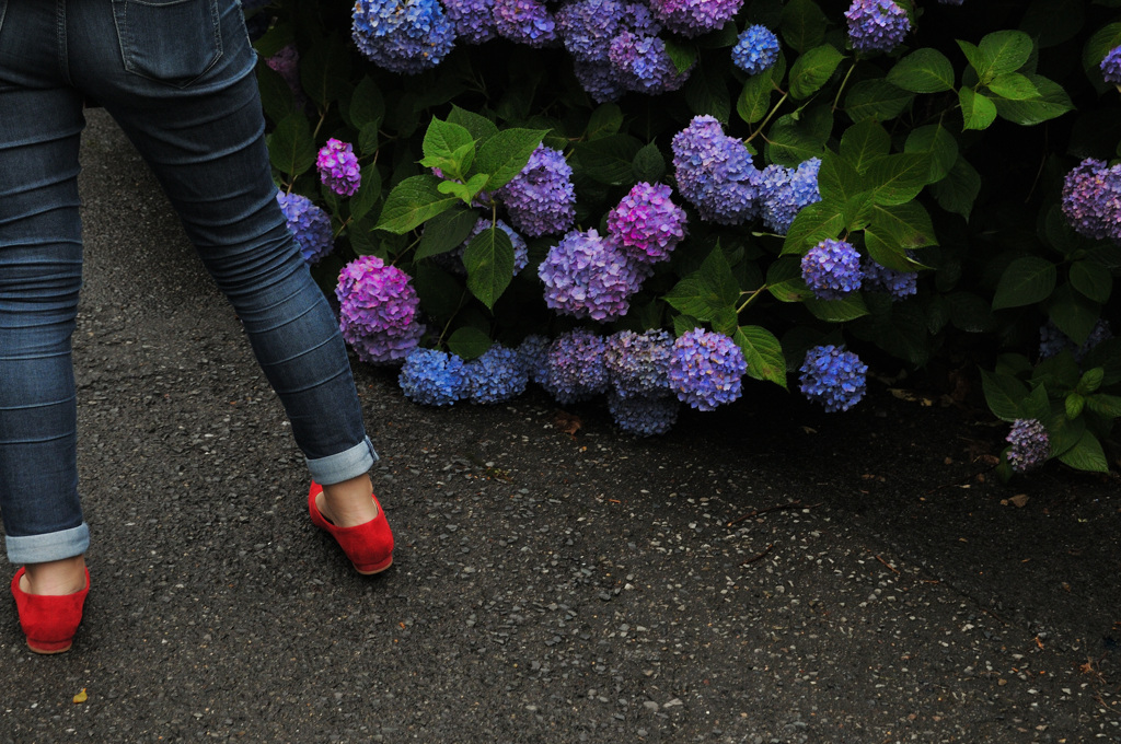 紫陽花にジーンズと赤い靴