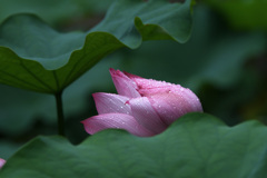 雨やどり