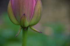 蕾