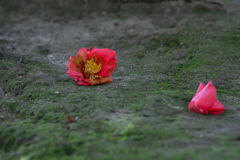 またお会いましょう