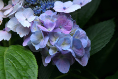 二つの紫陽花