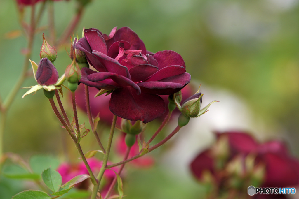 紫の薔薇