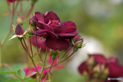紫の薔薇