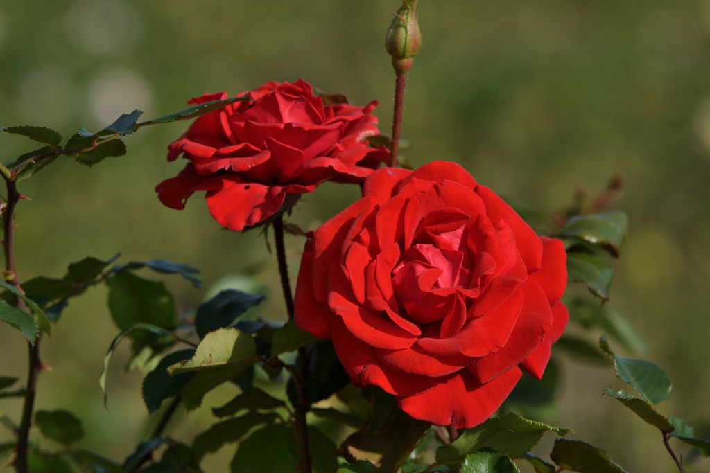 晴天の薔薇