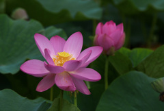 岡山後楽園の蓮４