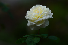 白いバラが咲いていた