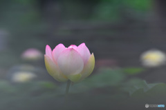 仏さんの花