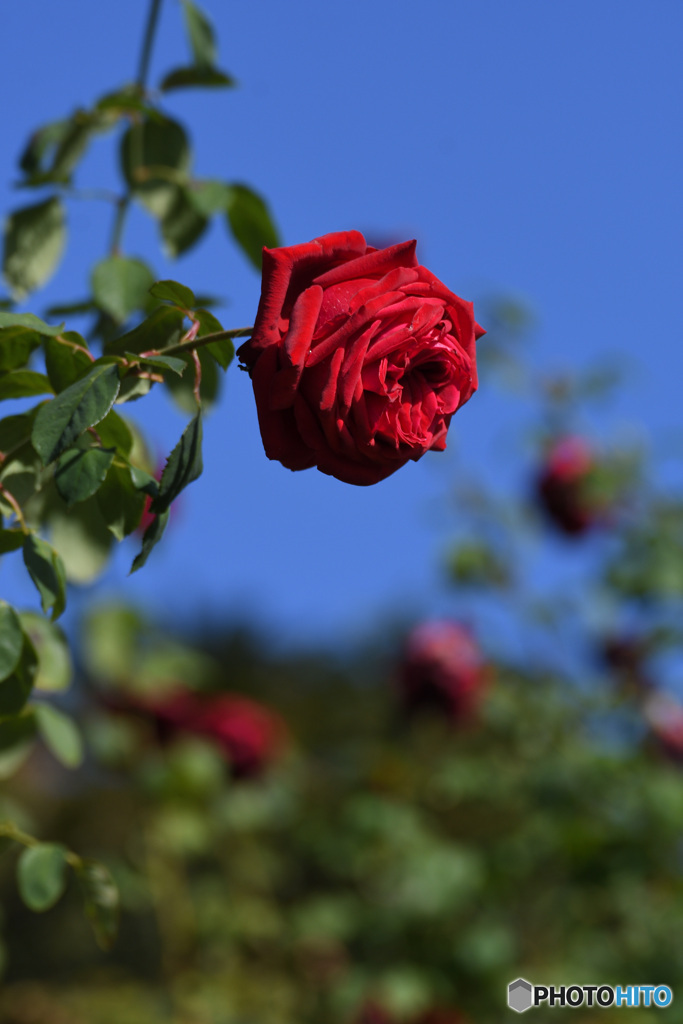 真っ赤な薔薇