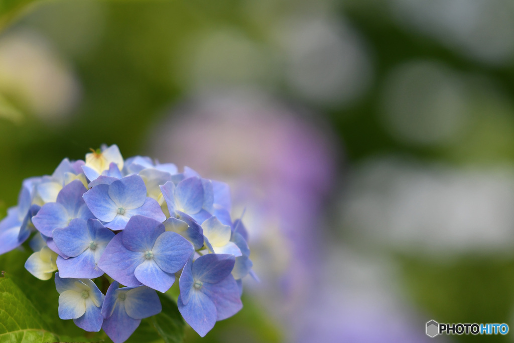 余慶寺の紫陽花２