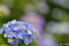 余慶寺の紫陽花２