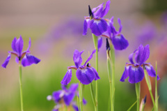お寺の花菖蒲３