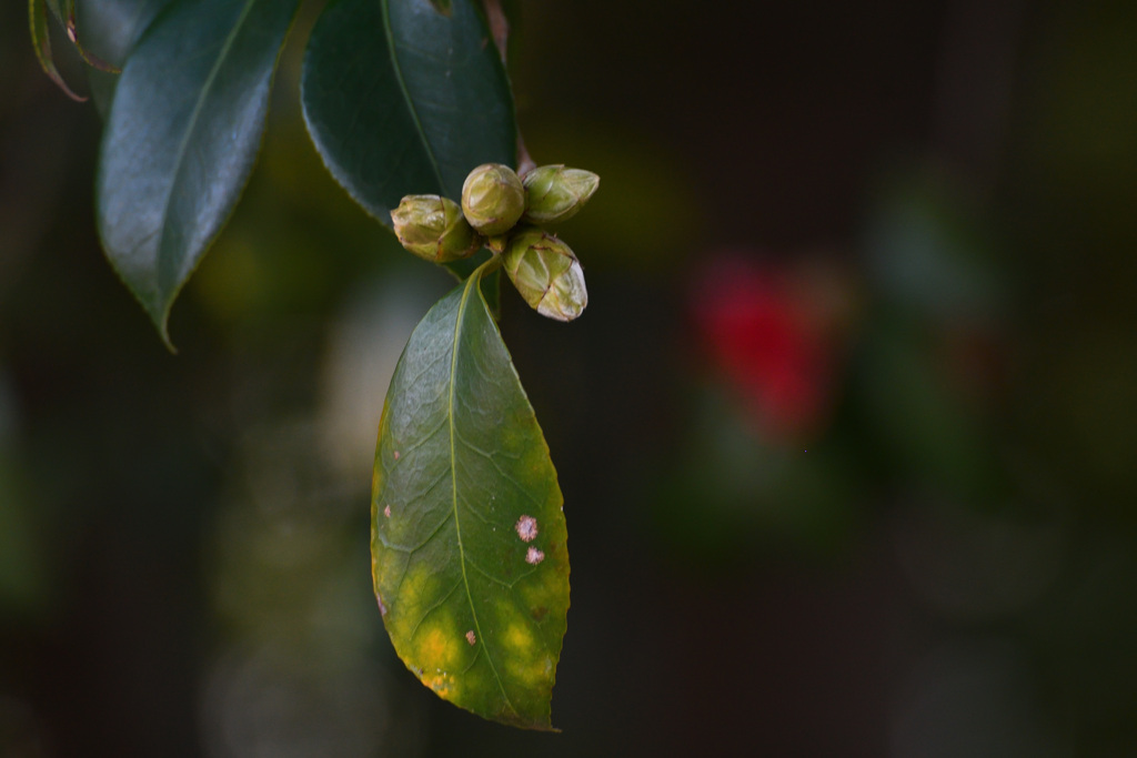 椿はまだだった