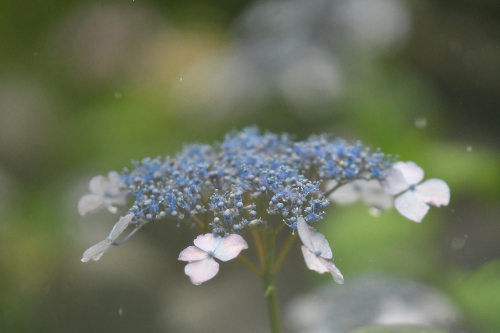 踊る紫陽花