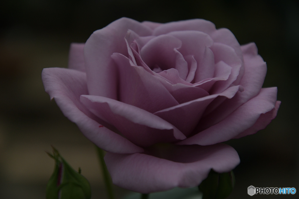 スイートムーン