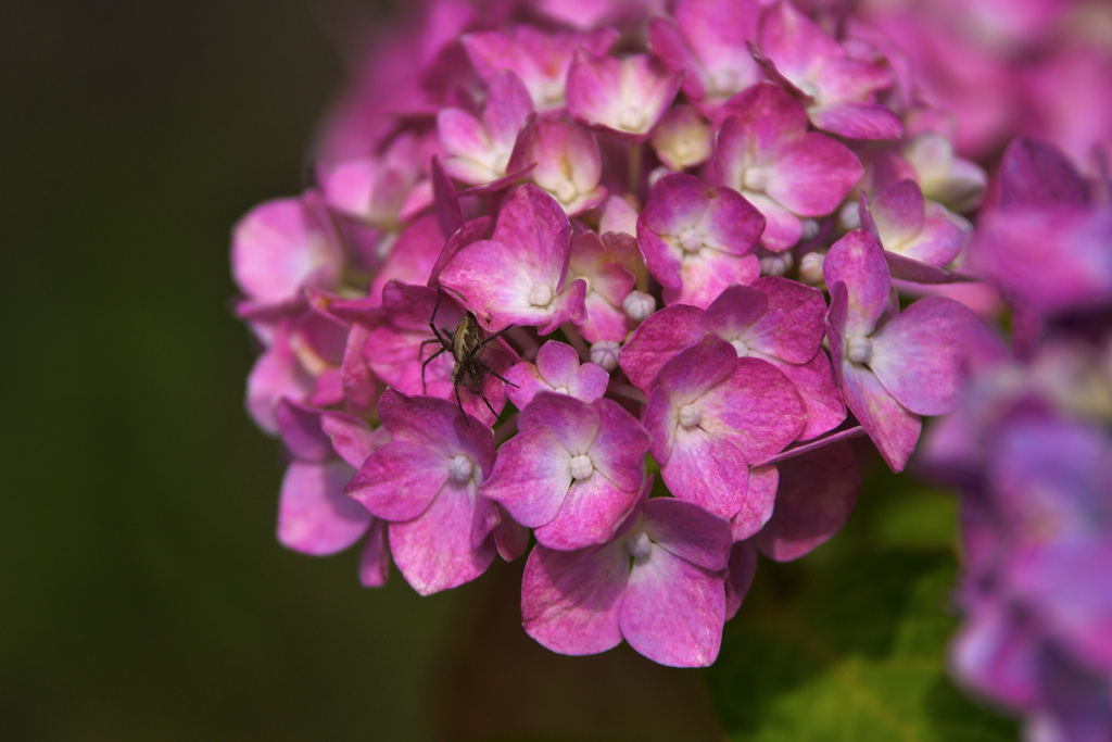 花の隙間から