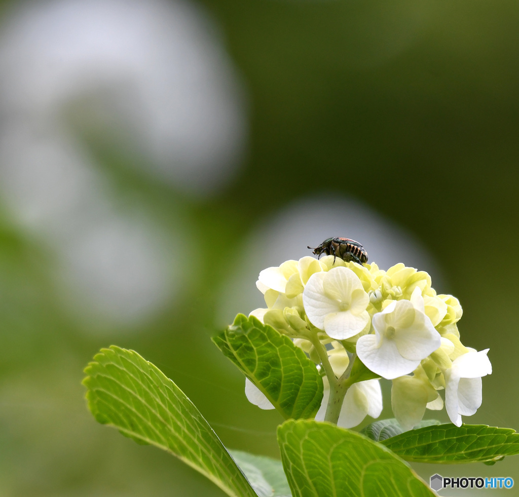 紫陽花にカナブン