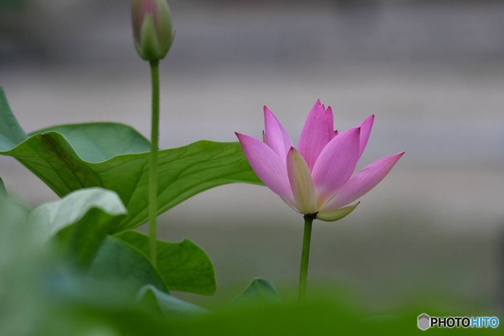 蓮の花が咲いていた