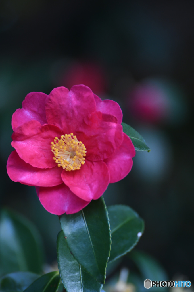 吉備津神社の山茶花２