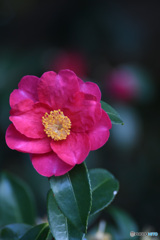 吉備津神社の山茶花２