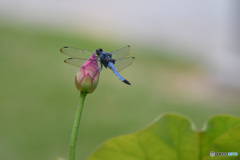蕾がお好き