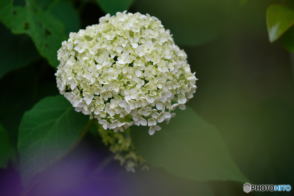 優しそうな白いアジサイ