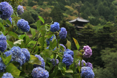 一年前の雨の紫陽花