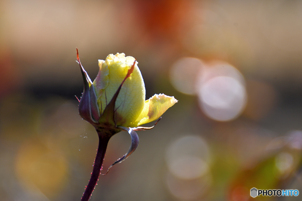 咲かずに終わるのか、