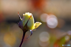 咲かずに終わるのか、