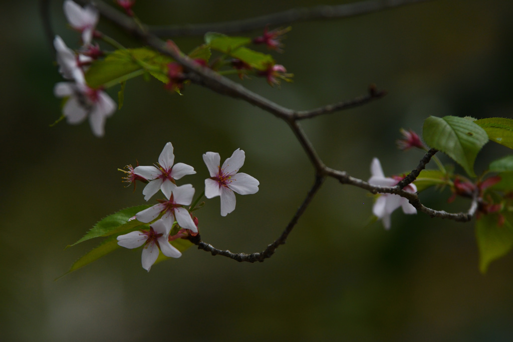 山桜