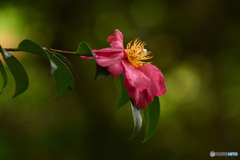 岡山後楽園の山茶花　赤２