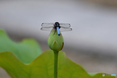 マッチョなトンボ
