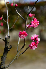 紅梅