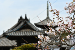 上寺山余慶寺