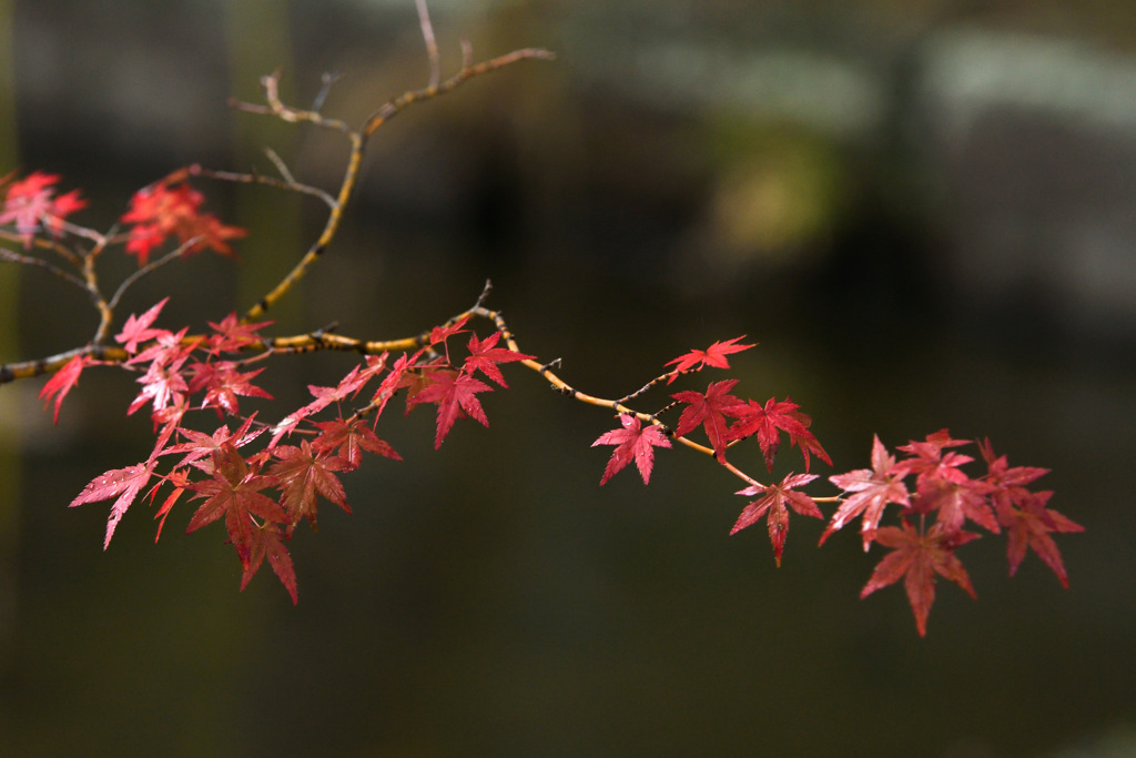 一枝の紅葉