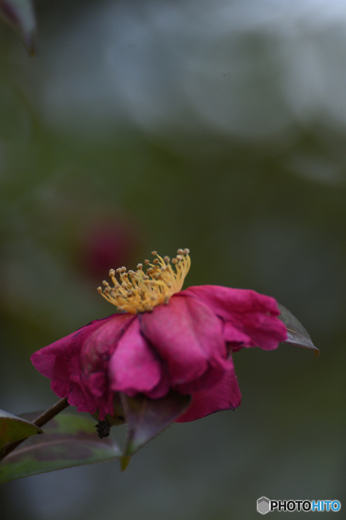 よく頑張ったと思う