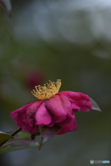 よく頑張ったと思う