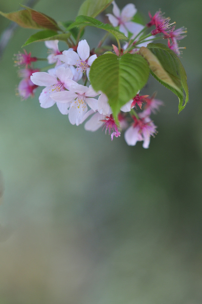 葉桜