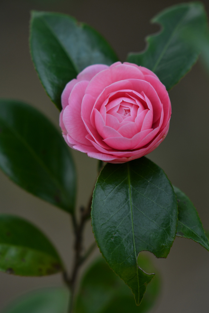 また変な虫が、