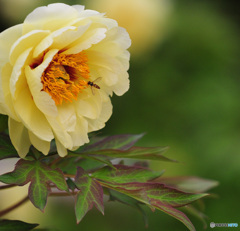 黄色い牡丹（黄冠）