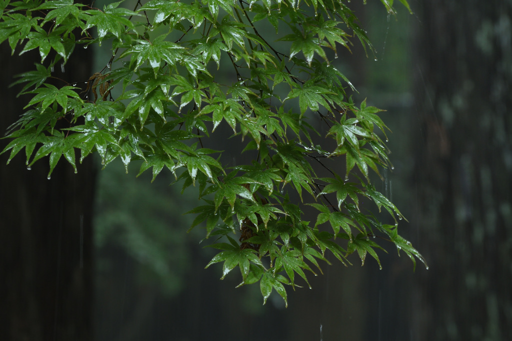 雨の青もみじ